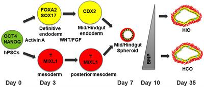 Insights Into Human Development and Disease From Human Pluripotent Stem Cell Derived Intestinal Organoids